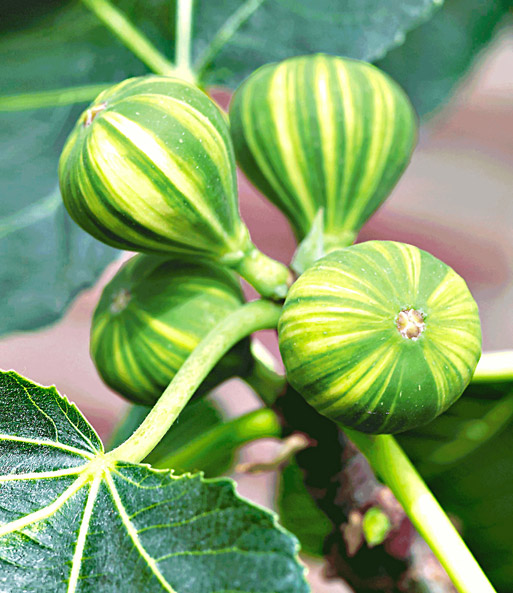 Melonenfeige