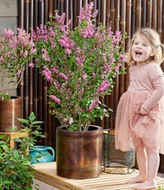 Zwerg Flieder 'Little Rosie®'
