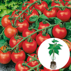 Gemüse & Obst Jungpflanzen A-Z