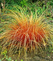 Carex 'Bronze Reflection'