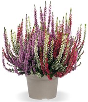 Calluna Knospenheide 'Gardengirls®' Tricolor, 13 cm-Topf