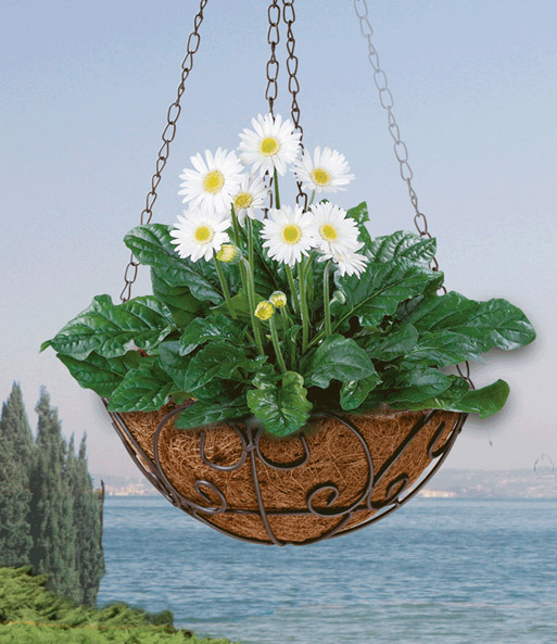 Hängekorb 'Florali', 25 cm ø