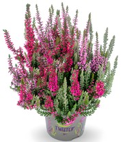 Calluna Knospenheide 'Fluffy® Twister®', 14 cm-Topf