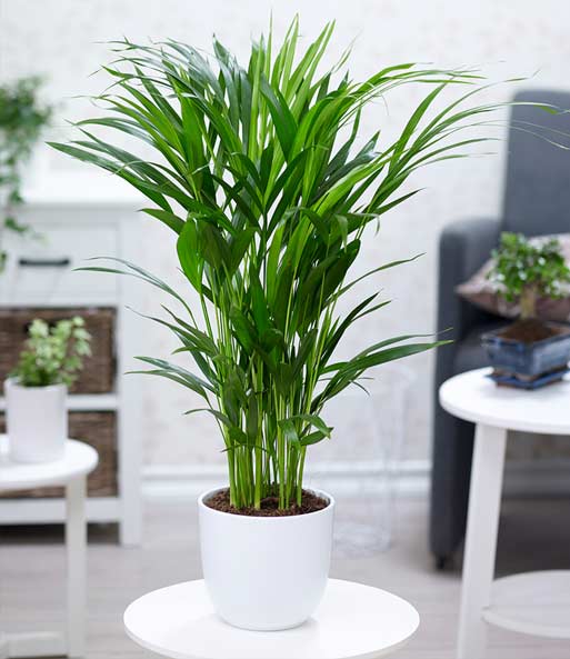 Areca Palme ca. 60-70 cm hoch