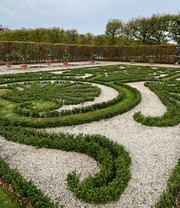 Euonymus 'Green Empire®'