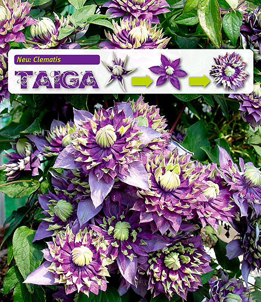 Clematis 'Taiga®'