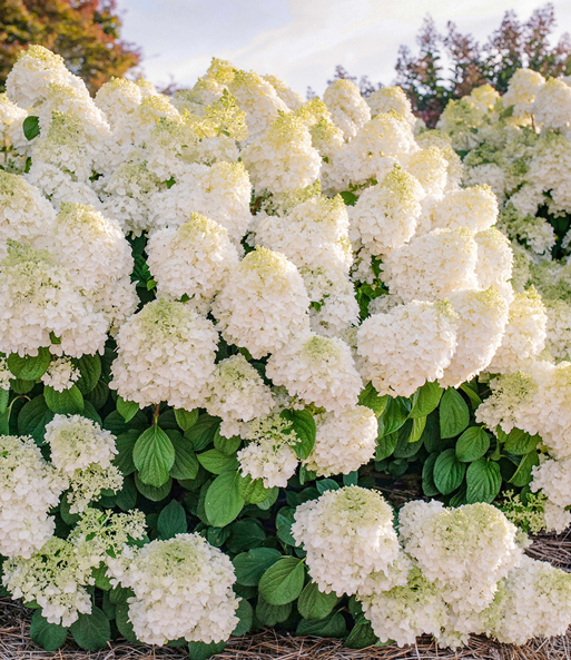 Rispenhortensie 'Little Hottie'