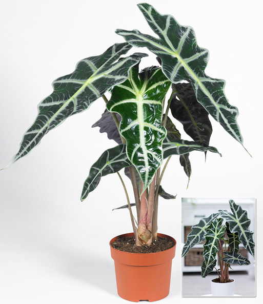 Alocasia Polly