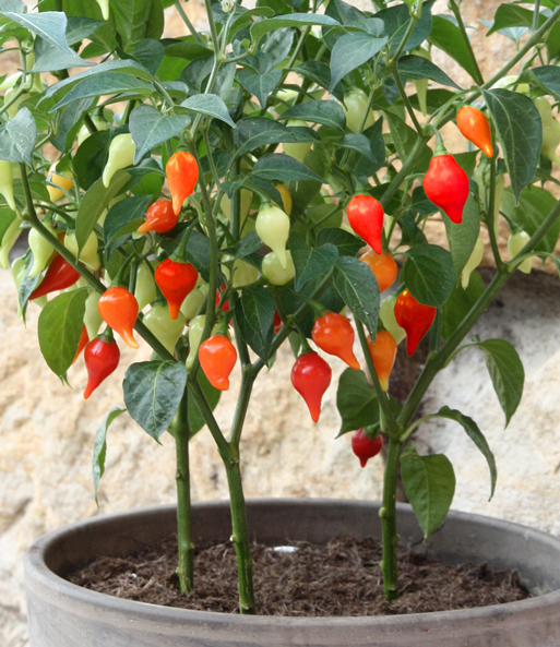 Mini Snack Chili 'rot'