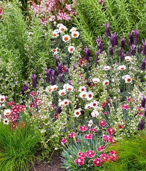 Staudenbeet 'Freudentanz'
