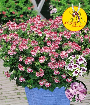 Duft-Geranie 'Moskito-Schocker®'