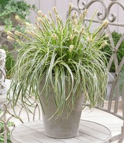 Hängendes Gras 'Feather Falls®'