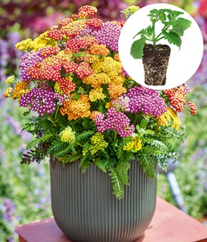 Achillea 'MixMasters® Milly Rock'