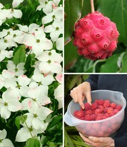 Japanischer Blumen-Hartriegel
