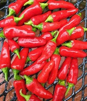 Patio-Chili 'Pikito'