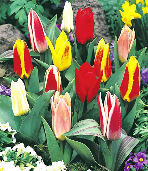 Niedrige, bot. Tulpen-Prachtmischung
