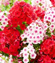 Duft-Phlox-Mix 'Trendy'