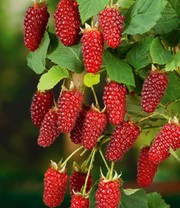 Säulen-Tayberry 'Buckingham'