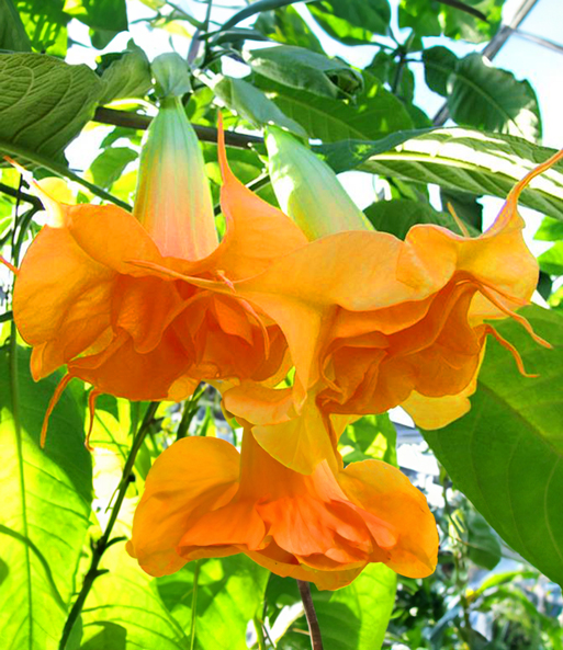 Nahaufnahme der orangenen Blüten der gefüllten Engelstrompete „Sunexplosion“.