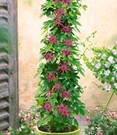 Winterharte Passionsblume 'Ladybirds Dream'