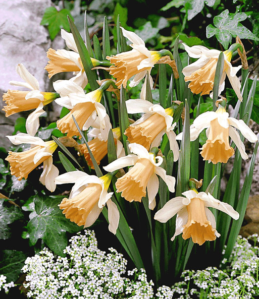 Mini-Narzisse 'Rosy Trumpet'