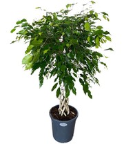 Ficus Nitida 'Geflochtener Stamm' ca. 100-110 cm hoch