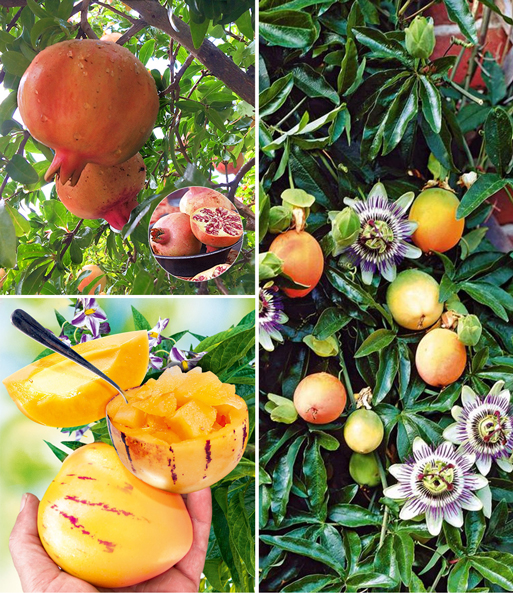 Exotisches Obst