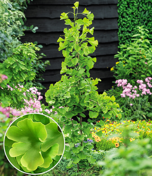 Fächerblattbaum Ginkgo biloba