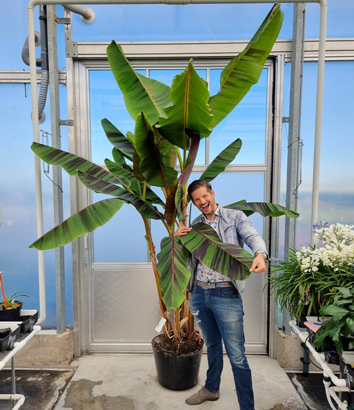 Winterharte Banane 'Ever Red®'
