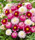 Dahlien-Mix 'Candy Cottage'