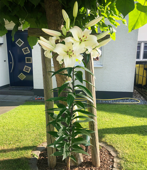 Die Tree-Lily 'Pretty Woman' wurde unter einem Baum gepflanzt. Die oberen Ränder der Blüten berühren das Blattwerk des Baumes.