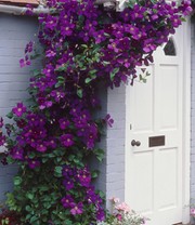 Clematis 'The President®'