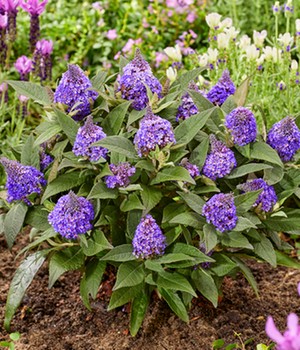 Zwerg-Schmetterlingsflieder 'Little Rockstars®' blau