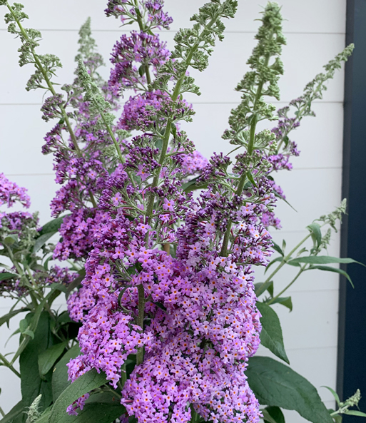 Säulen-Buddleia 'Rêve de Papillon® Lavender'