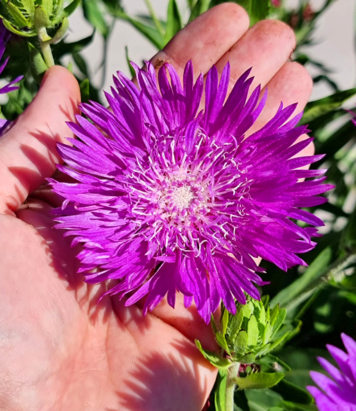 Stokesia 'Amethyst®'