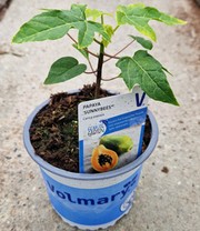 Papaya 'Sunnybees®'