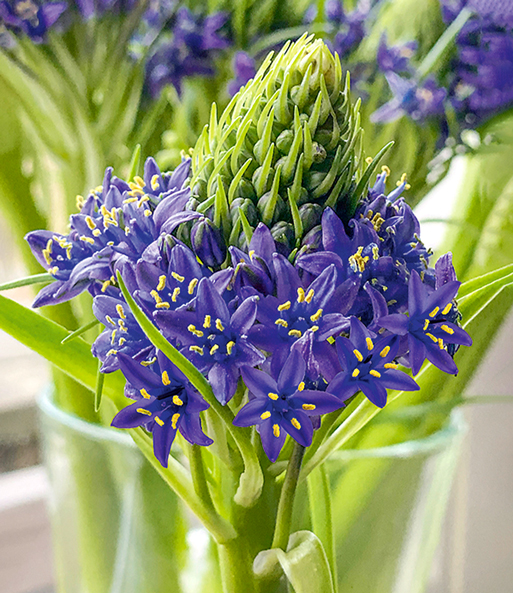 Scilla Peruviana 'Touch of Beauty'