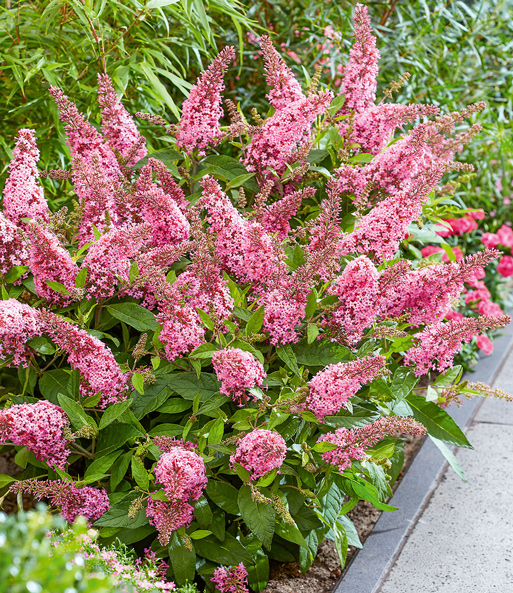 Buddleia-Mix 'Butterfly Candy®'