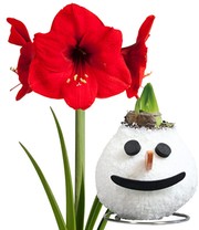 XL Wachs-Amaryllis 'X-mas' Schneemann