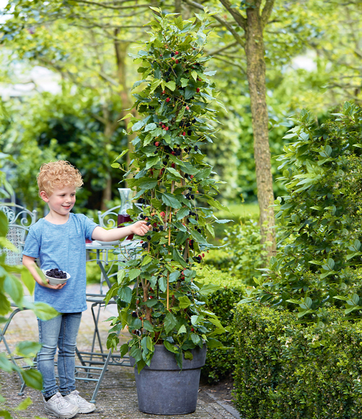 Ein kleiner Junge steht neben der säulenförmig gewachsenen Maulbeere „BonBon Berry“ und legt die reifen Früchte in eine Schale.
