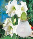 XL Weiße Wachs-Amaryllis 'Touch of Glamour' Kristall-Weiß