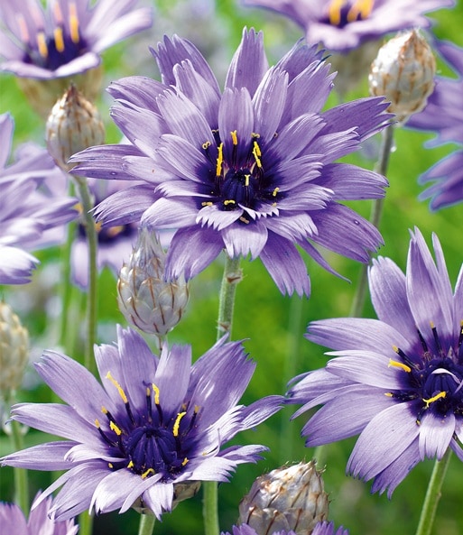 Nahaufnahme der lila Blüten der blauen Rasselblume „Catananche“. Die Blütenmitte ist dunkellila.
