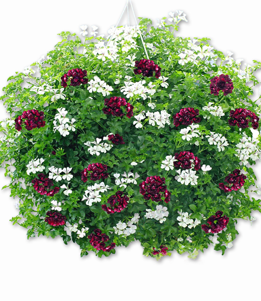 Hänge-Geranien 'White Glacier®'