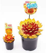 Sempervivum Giants 'Gold Mine®'