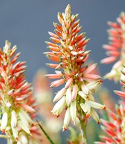 Aloe 'Safari Sunrise®'