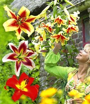 Tree-Lilies®-Kollektion