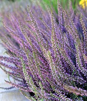 Calluna Knospenheide 'Herbstlavendel®', 13 cm-Topf