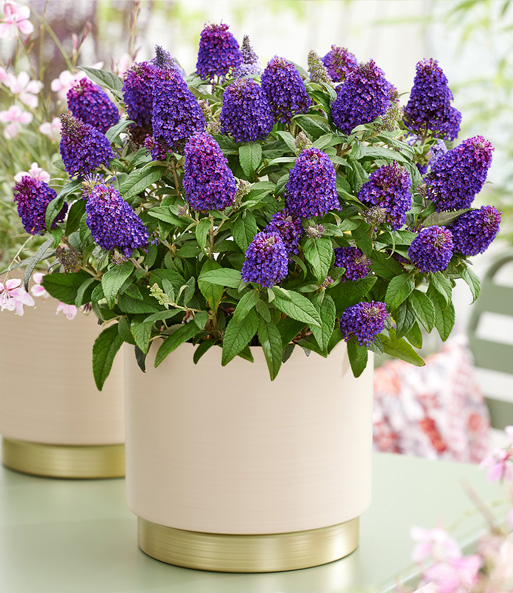 Zwerg-Schmetterlingsflieder 'Little Rockstars®' purple