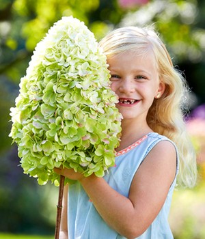 Freiland-Hortensie 'Herkules®'