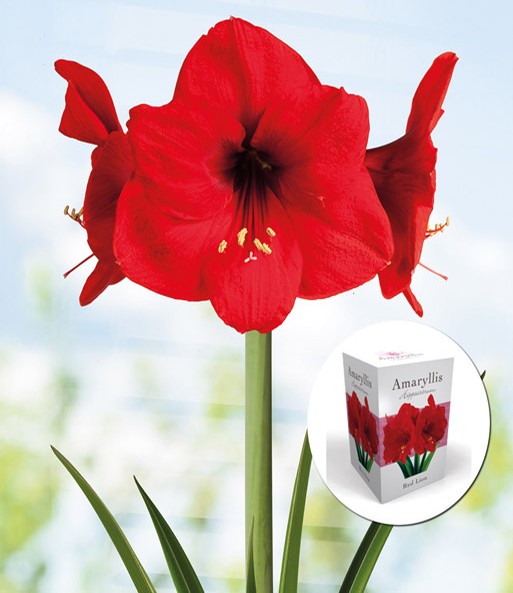 Amaryllis 'Red Lion' mit Geschenkbox